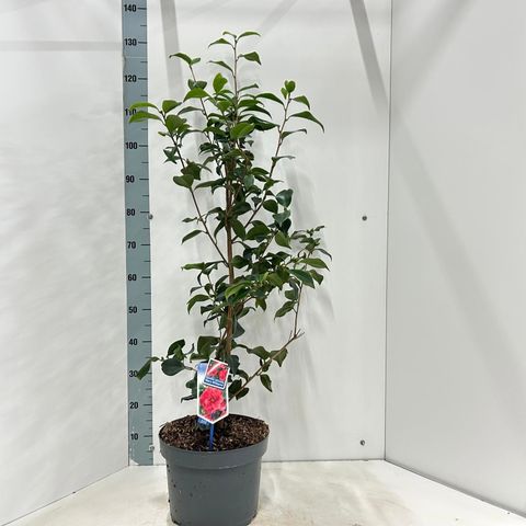 Camellia reticulata 'Mary Williams'