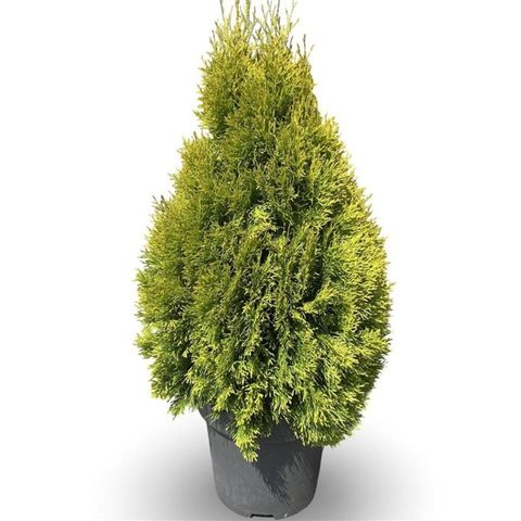 Thuja occidentalis GOLDEN SMARAGD