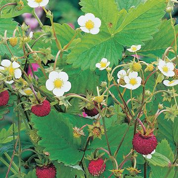 Fragaria vesca