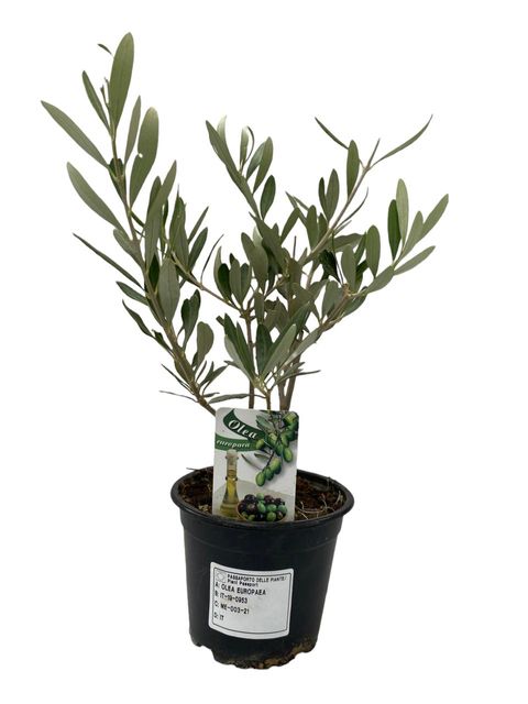 Olea europaea