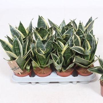 Sansevieria trifasciata 'Golden Hahnii'
