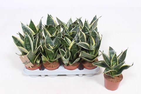 Sansevieria trifasciata 'Golden Hahnii'