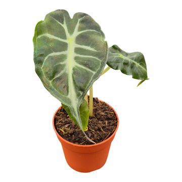 Alocasia 'Venom'