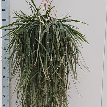 Rhipsalis monacantha