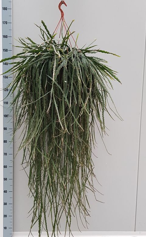 Rhipsalis monacantha