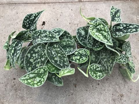 Scindapsus 'Tricolor Silver'