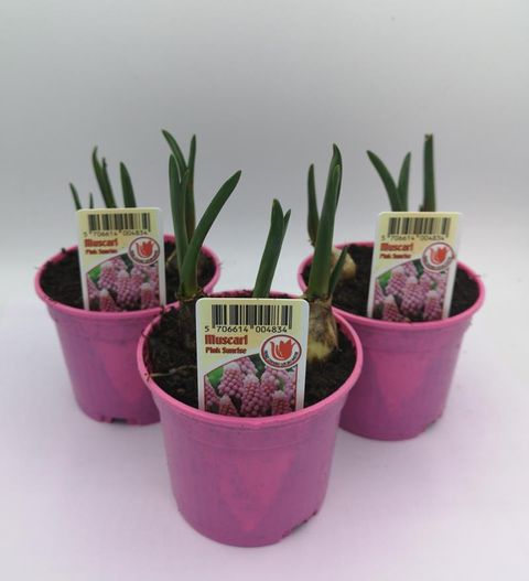 Muscari 'Pink Sunrise'