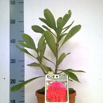 Telopea SHADY LADY CRIMSON