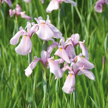 Iris laevigata 'Rose Queen'