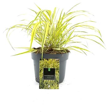 Hakonechloa macra 'Aureola'