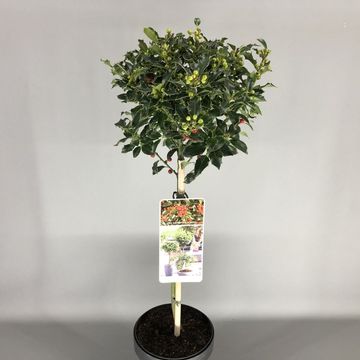Ilex aquifolium 'Alaska'