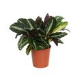 Calathea 'Twilightstar'
