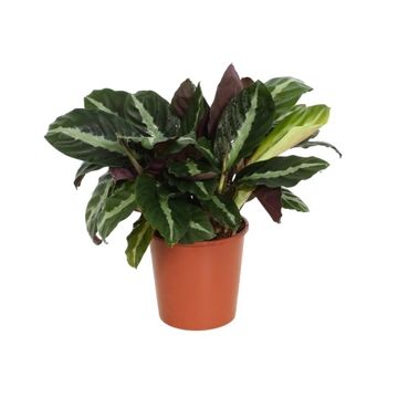 Calathea 'Twilightstar'