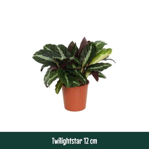 Calathea 'Twilightstar'