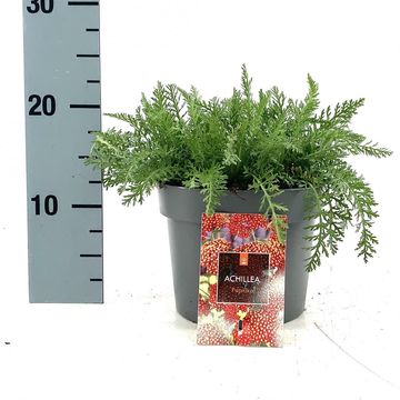 Achillea millefolium 'Paprika'