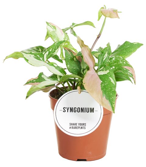 Syngonium RED SPOT TRICOLOR
