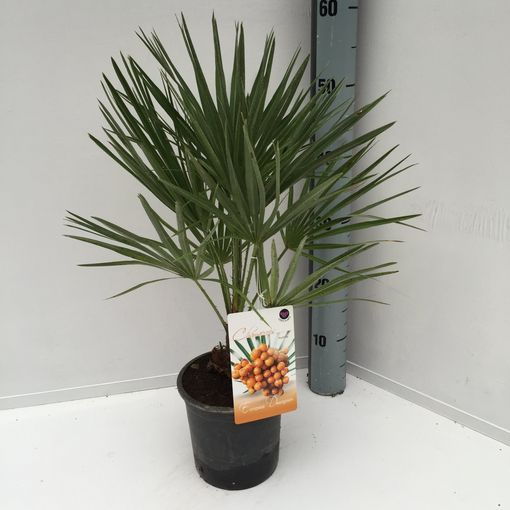 Chamaerops humilis