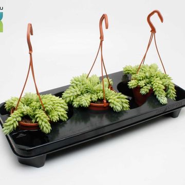Sedum morganianum