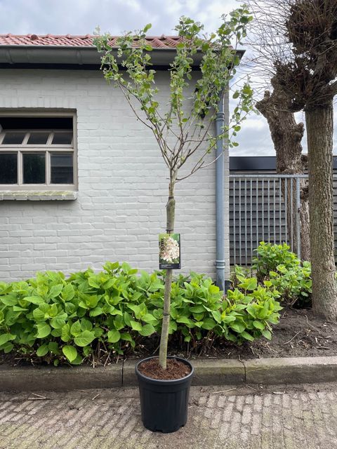 Aronia x prunifolia 'Viking'