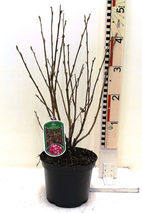 Ribes sanguineum 'King Edward VII'