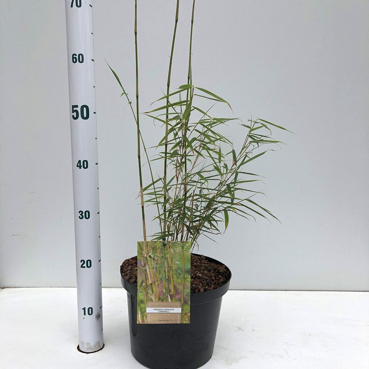 Fargesia robusta 'Campbell'  Pflanzengrohandel FlorAccess
