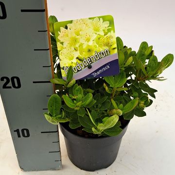 Rhododendron 'Shamrock'