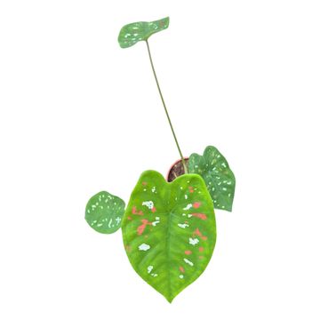 Caladium bicolor 'Florida Clown'