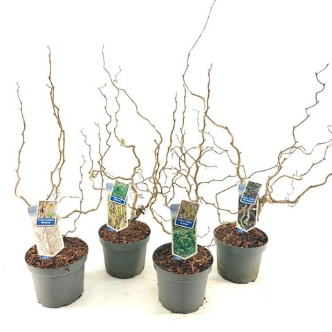 Corylus avellana MIX