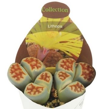 Lithops karasmontana