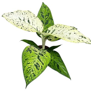 Dieffenbachia 'Snowflake'
