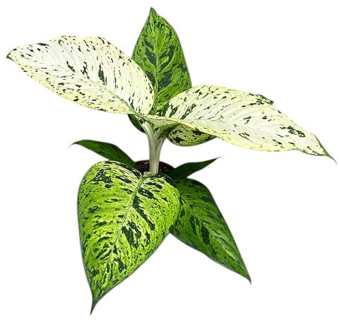 Dieffenbachia 'Snowflake'