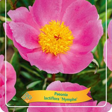 Paeonia 'Nymphe'