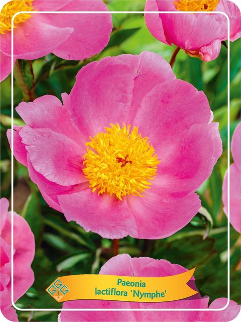 Paeonia 'Nymphe'