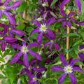 Clematis GLORIOUS NIGHT (Vt)