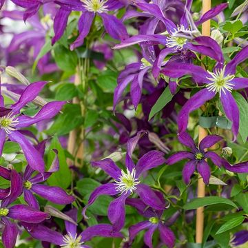 Clematis GLORIOUS NIGHT (Vt)