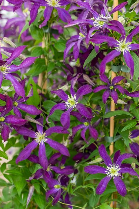 Clematis GLORIOUS NIGHT (Vt)