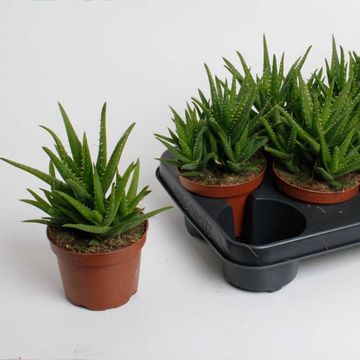 Aloe vera 'Verini'