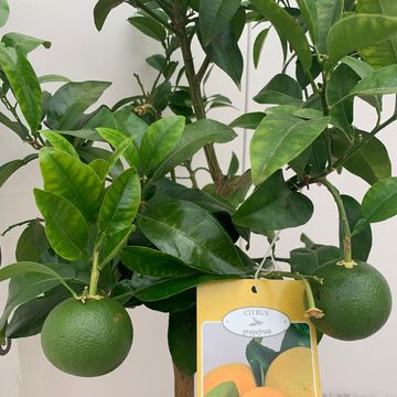 Citrus x paradisi