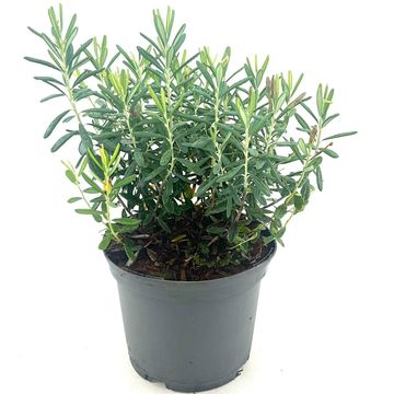 Andromeda polifolia 'Blue Ice'