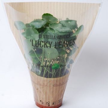 Centella asiatica 'Lucky Leaves'