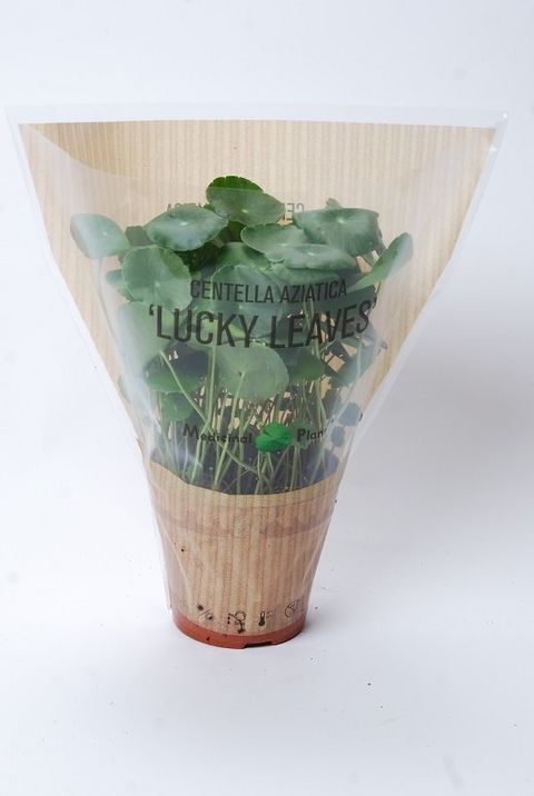 Centella asiatica 'Lucky Leaves'