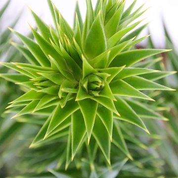Araucaria araucana