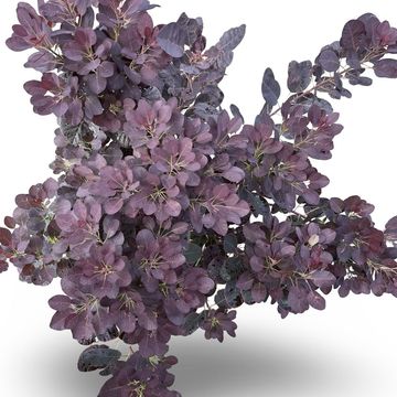 Cotinus coggygria 'Royal Purple'