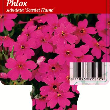 Phlox 'Scarlet Flame'