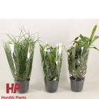 Rhipsalis MIX