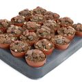 Lithops