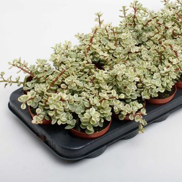 Portulacaria afra 'Variegata'