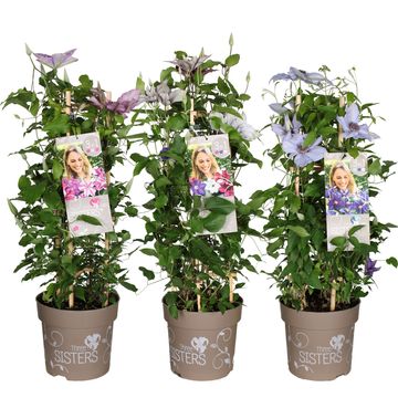 Hydrangea macrophylla THREE SISTERS MIX