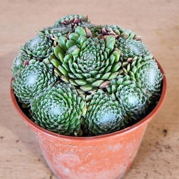 Sempervivum arachnoideum