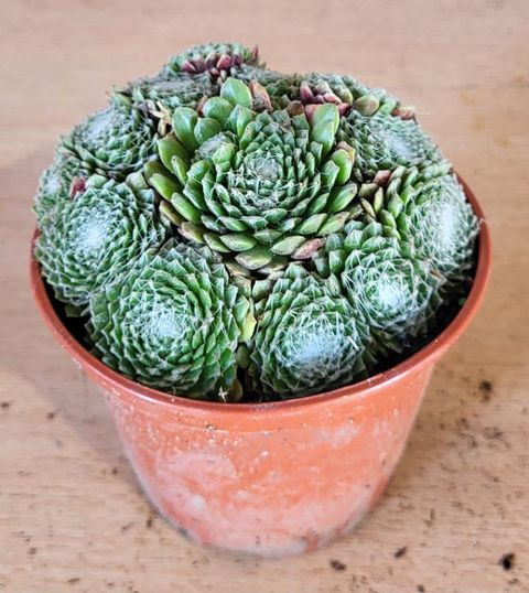 Sempervivum arachnoideum